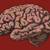 本能で英語を学ぶ方法と努力で英語を学ぶ方法